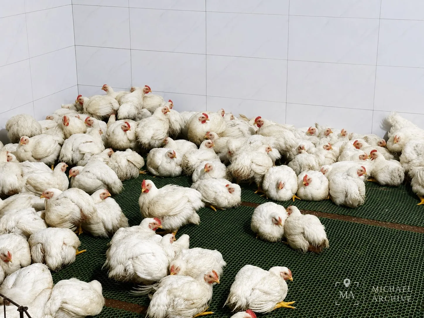초록 슬랫 바닥 위, 벽을 따라 모여 앉은 닭들