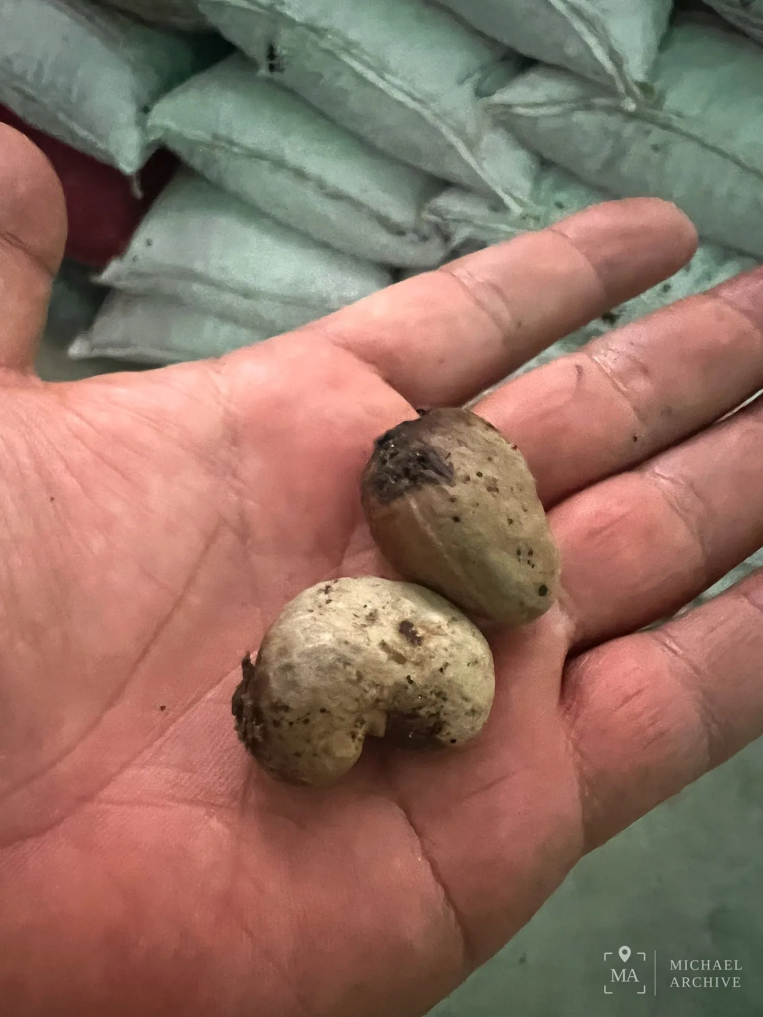 껍질째 들어온 캐슈 원물 — 흙이 묻어 있다